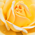 Žuta - Floribunda ruže - Rivedoux-plage